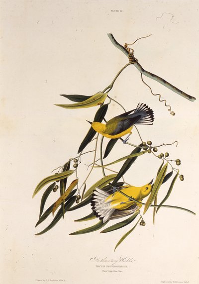 Protonoter ötleğen. Amerika Kuşları, 1827-1838