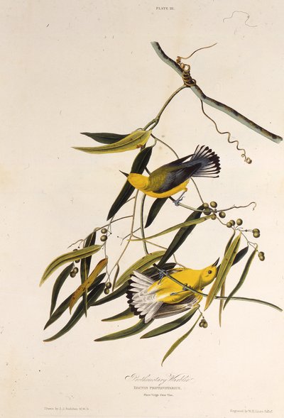 Protonoter ötleğen. Amerika Kuşları, 1827-1838