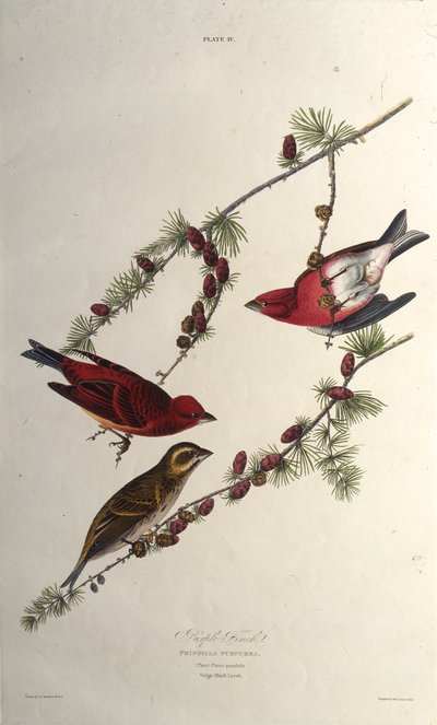 Mor ispinoz. Amerika Kuşları, 1827-1838