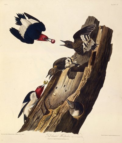 Kızıl başlı ağaçkakan. Amerika Kuşları, 1827-1838
