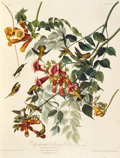 Yakut boğazlı sinek kuşu. Amerika Kuşları, 1827-1838