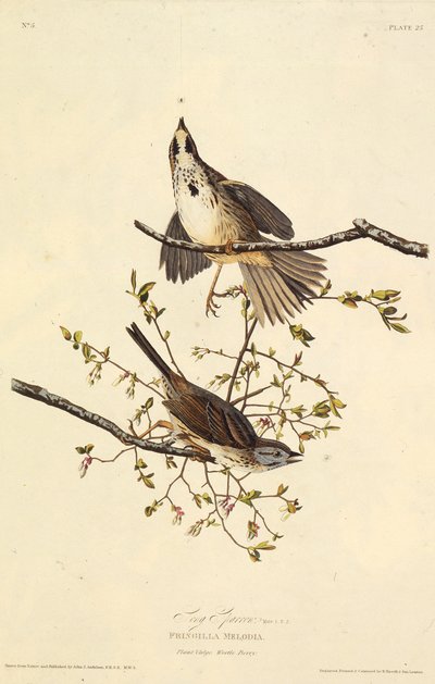 Şarkı serçe. Amerika Kuşları, 1827-1838