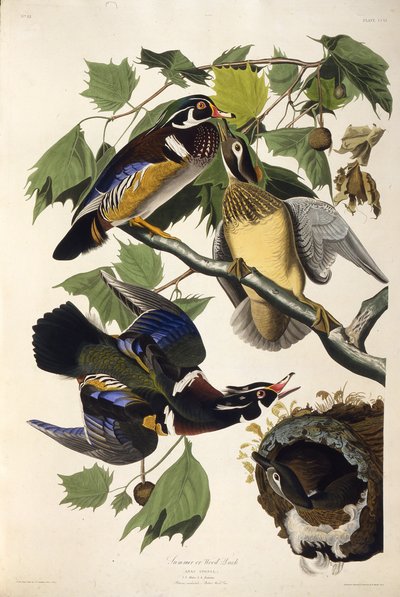 Ahşap ördek. Amerika Kuşları, 1827-1838