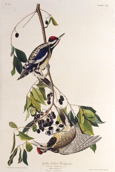 Sarı karınlı sapık. Amerika Kuşları, 1827-1838