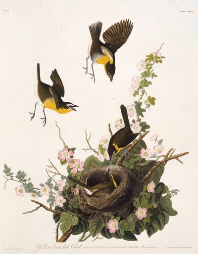 Sarı göğüslü sohbet. Amerika Kuşları, 1827-1838