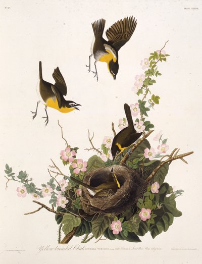 Sarı göğüslü sohbet. Amerika Kuşları, 1827-1838