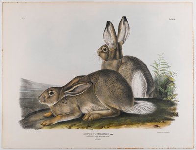 Townsends Rocky Dağı tavşanı, 1842 by John James Audubon