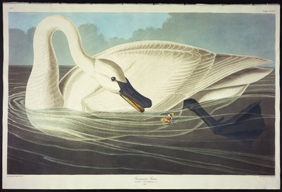Trompetçi Kuğu by John James Audubon
