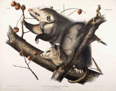Virginian Opossum, 1845 by John James Audubon