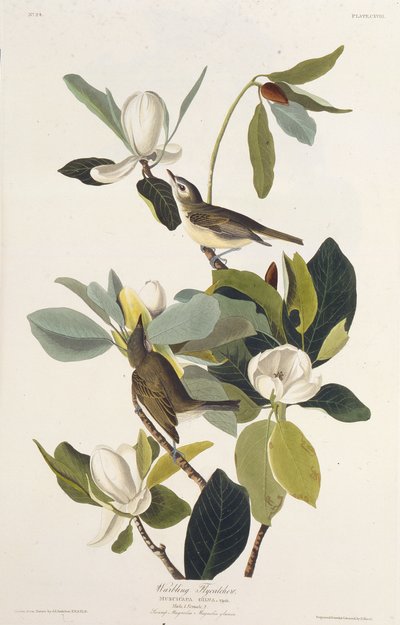 Savaşan Sinekkapan. Amerika Kuşları, 1827-1838