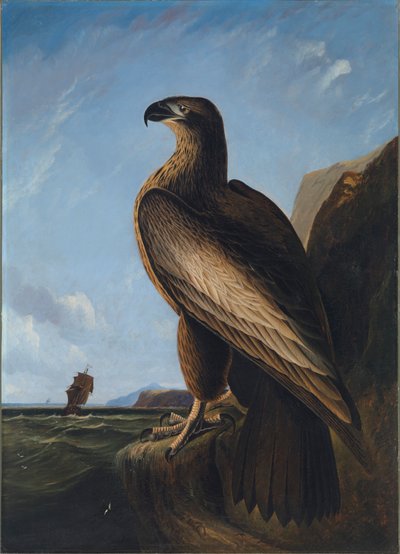 Washington Deniz Kartalı, yaklaşık 1836-1839. by John James Audubon