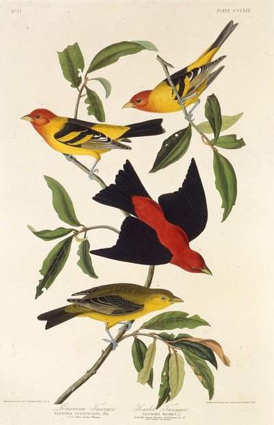 Batı tanger. Kızıl tanager. Amerika Kuşları, 1827-1838