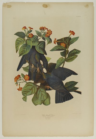 Beyaz başlı Güvercin, Julien Bien tarafından basıldı ve Roe Lockwood & Son tarafından yayınlandı, 1861 (kromolitograf) by John James Audubon