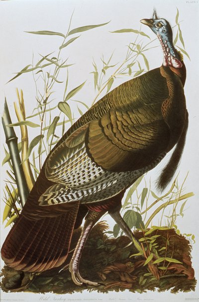 Birds of America
