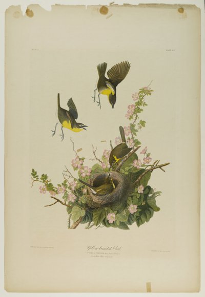 Sarı göğüslü Sohbet, Julien Bien tarafından basıldı ve Roe Lockwood & Son tarafından yayınlandı, 1861 (kromolitograf) by John James Audubon