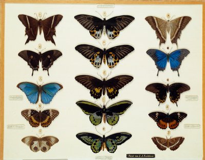 Zooloji: John James Audubon (1780-1851) Tarafından Cam Üzerine Boyanmış Kelebek Tabağı 19. yüzyıl Brieux Koleksiyonu by John James Audubon