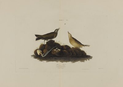 Robert Havell (1793-1878) tarafından kazınmış, Birds of America
