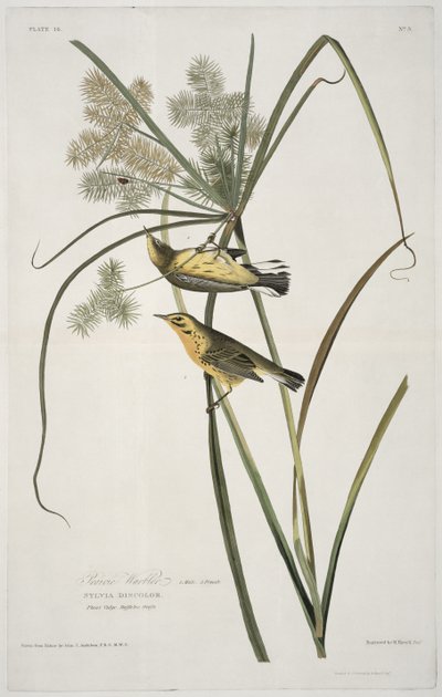 Birds of America