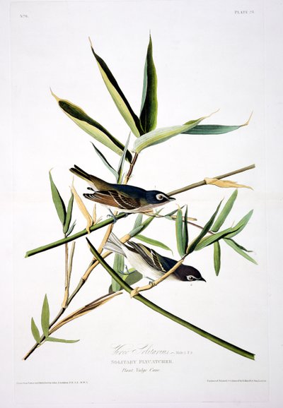 Birds of America
