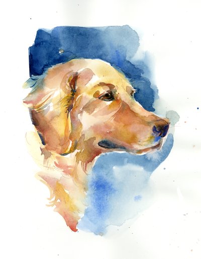 Golden Retriever, 2015, (suluboya) by John Keeling