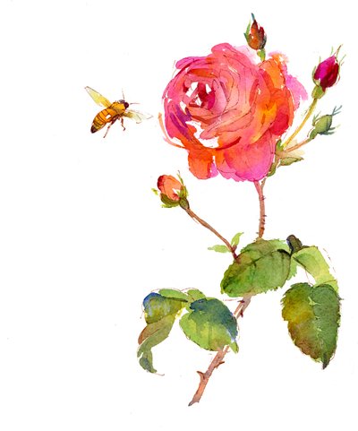 Arılı gül, 2014, (suluboya) by John Keeling