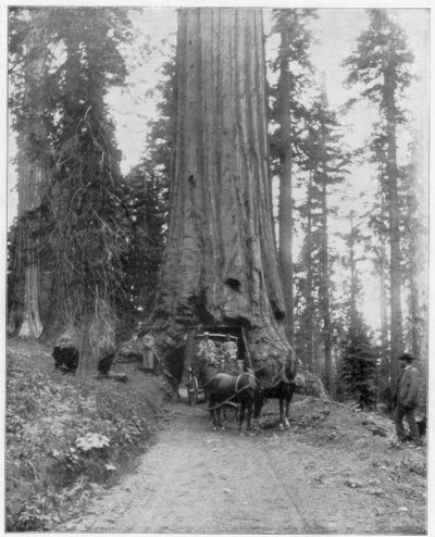 Dev bir Sequoia