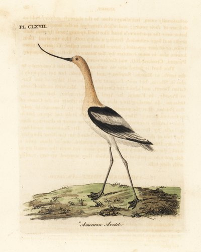 Amerikan avoketi, Recurvirostra americana. John Latham tarafından kendi A General History of Birds, Winchester