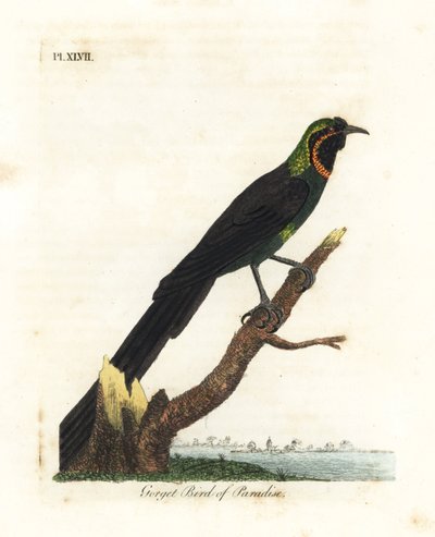 Arfak astrapia, Astrapia nigra (Gorget cennet kuşu, Paradisea gularis). John Latham tarafından kendi A General History of Birds, Winchester