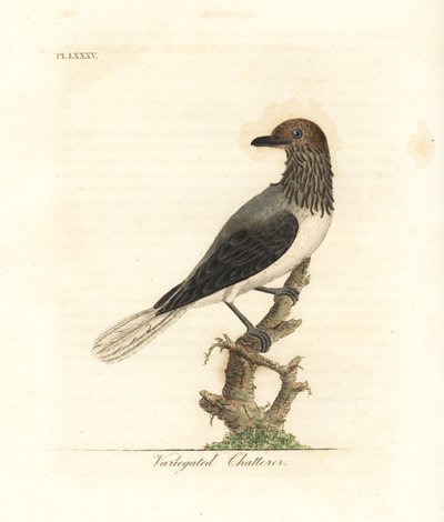 Sakallı çan kuşu, Procnias averano (Alacalı geveze, Ampelis variegata). John Latham tarafından kendi A General History of Birds, Winchester