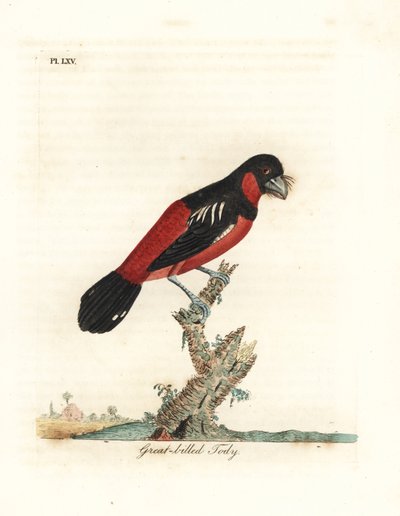 Siyah-kırmızı geniş gagalı, Cymbirhynchus macrorhynchos (Büyük gagalı tody, Todus nasutus). John Latham tarafından kendi A General History of Birds, Winchester