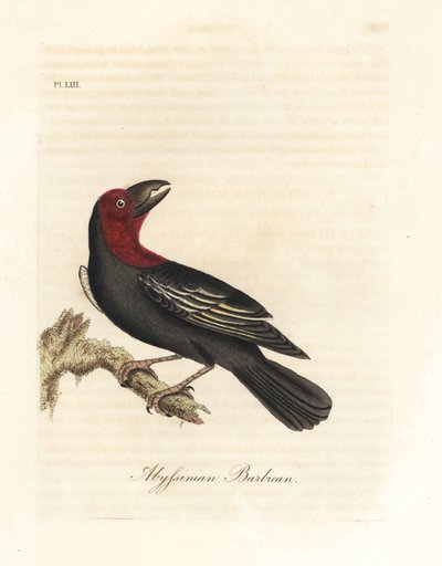 Kara gagalı barbet, Lybius guifsobalito (Habeş barbican, Bucco saltii). John Latham tarafından kendi A General History of Birds, Winchester