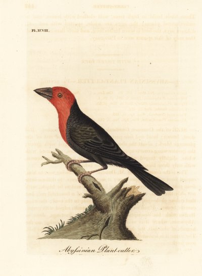 Kara gagalı barbet, Lybius guifsobalito (Habeş bitkisi, Loxia tridactyla). John Latham tarafından kendi A General History of Birds, Winchester