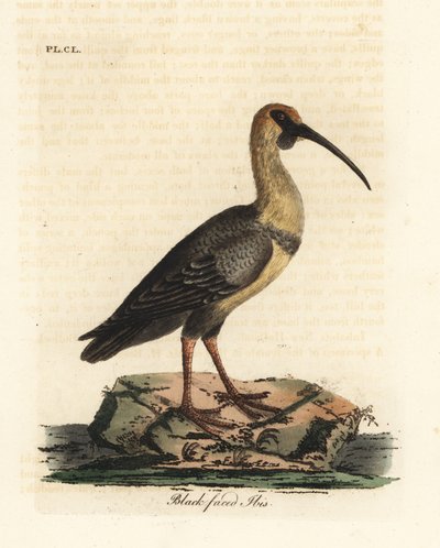 Kara yüzlü ibis, Theristicus melanopis (Tantalus melanops). John Latham tarafından kendi A General History of Birds, Winchester