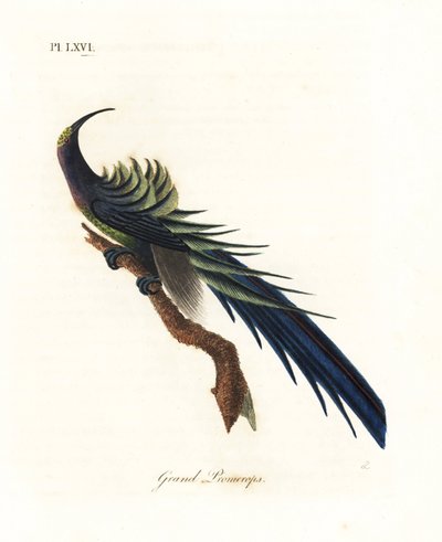Kara orak gagalı, Epimachus fastosus. Hassas. (Harika promeroplar, Upupa süperba.) Yeni Gine. John Latham tarafından kendi A General History of Birds, Winchester