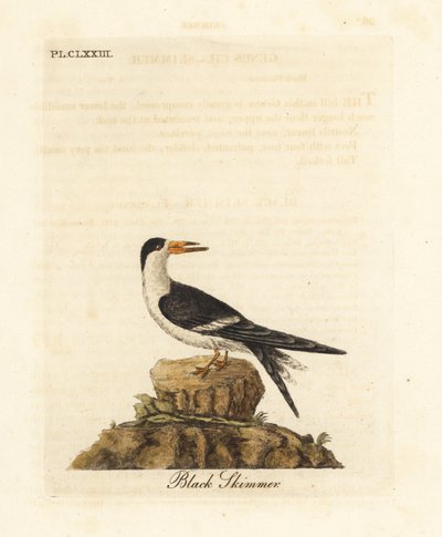 Kara sıyırıcı, Rynchops niger (Rhynchops nigra). John Latham tarafından kendi A General History of Birds, Winchester