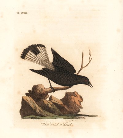 Kara başak, Oenanthe leucura (Beyaz kuyruklu pamukçuk, Turdus leucurus). John Latham tarafından kendi A General History of Birds, Winchester