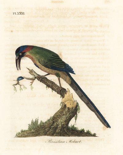 Mavi taçlı motmot, Momotus momota (Brezilya motmot, Momotus brasiliensis). John Latham tarafından kendi A General History of Birds, Winchester