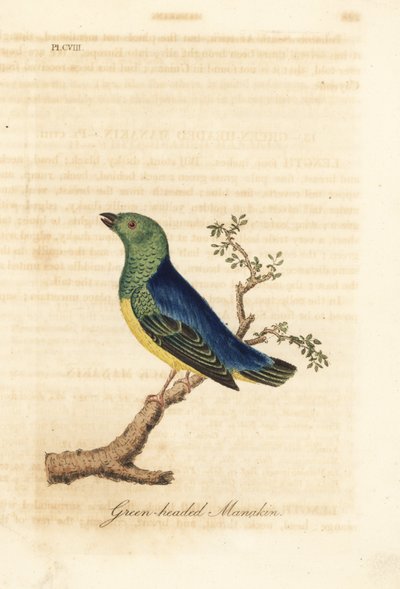 Mavi enseli klorofoni, Chlorophonia cyanea (Yeşil başlı manakin, Güney Amerika