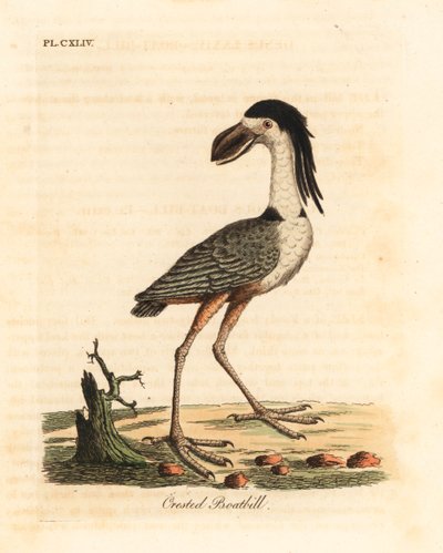 Tekne gagalı balıkçıl, Cochlearius cochlearius (tepeli tekne gagası veya cinereous tekne gagası, Cancroma cochlearia). John Latham tarafından kendi A General History of Birds, Winchester