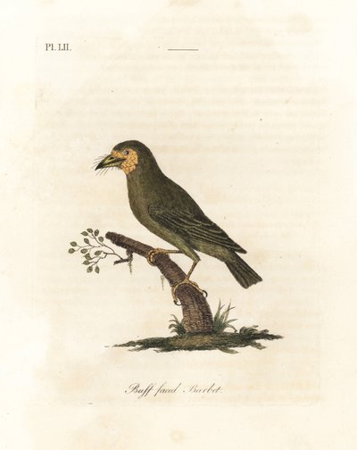 Kahverengi başlı barbet, Megalaima zeylanica? (Buff suratlı barbet, Bucco lathami). British Museum
