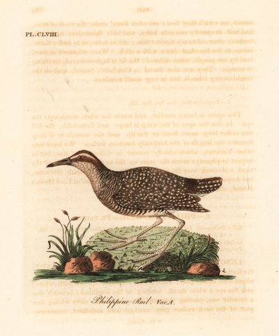 Buff-bantlı ray, Gallirallus philippensis (Filipin rayı, Rallus philippensis). John Latham tarafından kendi A General History of Birds, Winchester