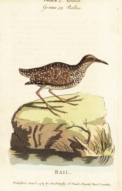 Buff-bantlı ray, Gallirallus philippensis by John Latham