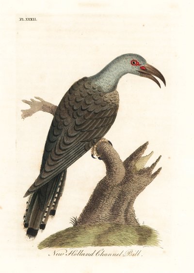 Kanal gagalı guguk kuşu, Scythrops novaehollandiae (Avustralya kanal faturası, Psittaceous hornbill). John Latham tarafından kendi A General History of Birds, Winchester