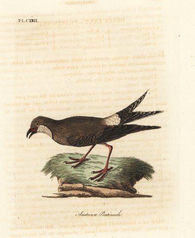 Yakalı pratincole, Glareola pratincola (Avusturya pratincole, Glareola austriaea). John Latham tarafından kendi A General History of Birds, Winchester