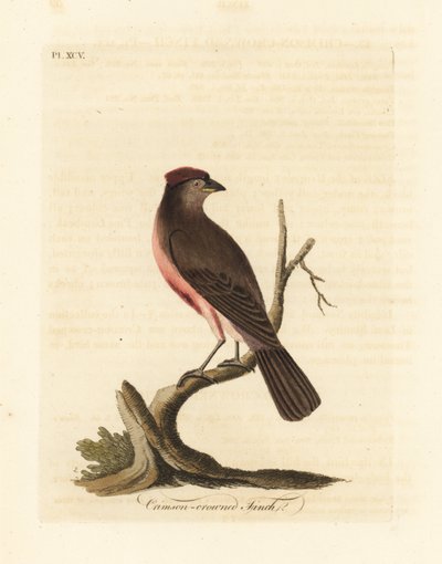 Yaygın redpoll, Carduelis flammea (Kızıl taçlı ispinoz, Fringilla flammea). John Latham tarafından kendi A General History of Birds, Winchester