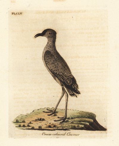 Krem renkli kursör, Cursorius imleç (Cursorius europaeus). John Latham tarafından kendi A General History of Birds, Winchester