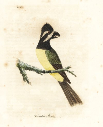 Tepeli shrikepetit, Falcunculus frontatus (Ön örümcek kuşu, Lanius frontatus). John Latham tarafından kendi A General History of Birds, Winchester