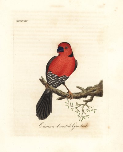 Kızıl göğüslü grosbeak. Afrika