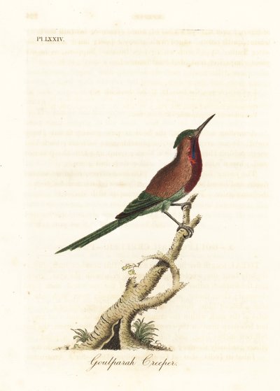 Kızıl güneş kuşu, Aethopyga siparaja seheriae (Goulpourah sarmaşığı). John Latham tarafından kendi A General History of Birds, Winchester