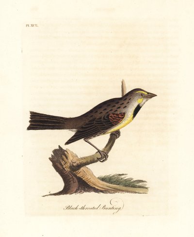Dickcissel, Spiza americana (Kara boğazlı kiraz kuşu, Emberiza americana). John Latham tarafından kendi A General History of Birds, Winchester